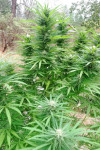 Auto Afghan Bullet Feminised