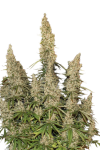 Auto Afghan Mass Feminised