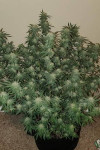Auto Ak-49 Feminised