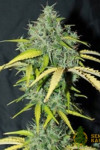 Auto Amnesia Feminised