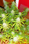 Auto Amnesia Haze Feminised Auto Amnesia Haze Feminised