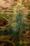Auto Black Jack Feminised