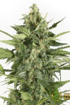 Auto Blue Cheese Feminised