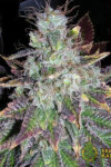 Auto Blueberry Bliss Feminised
