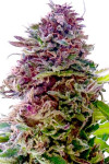 Auto Blueberry Feminised