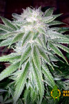 Auto Cream Caramel Feminised