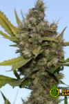 Auto Critical CBD Feminised