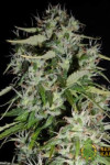 Auto Fast Bud Feminised