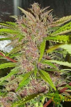 Auto Fastberry Feminised