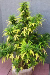 Auto G14 Feminised