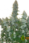 Auto Gagarin Haze Feminised