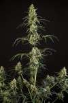 Auto Gelato Feminised