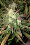 Auto Gorilla Glue Feminised