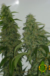 Auto Green Gelato Feminised 