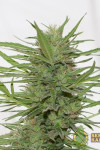 Auto Haze Feminised 