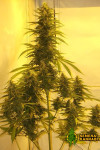Auto Haze Xxl Feminised