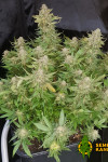 Auto Hindu Kush Feminised