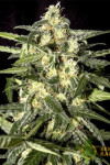 Auto Jack Herer Feminised