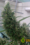 Auto Kali Mist Feminised