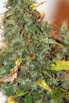 Auto Kush Feminised