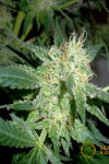 Auto Northern Lights Feminised
