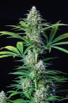Auto Og Skywalker Feminised 
