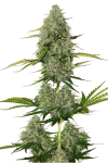 Auto Opium Feminised