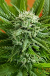 Auto Pineapple Express Feminised