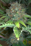 Auto Pure Power Plant Feminised