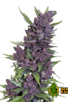 Auto Purple Feminised