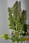 Auto Silver Bullet Feminised