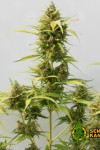 Auto Super Critical Feminised