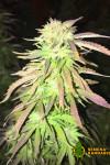 Auto Sweet Skunk Feminised