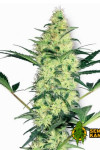 Auto White Haze Feminised