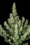 Auto White Russian Feminised