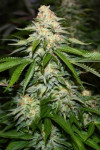 Auto White Widow Feminised