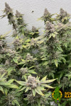 Auto Whiteberry Feminised