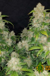 Auto Zkittlez Feminised