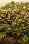 Big Chu Auto Feminised