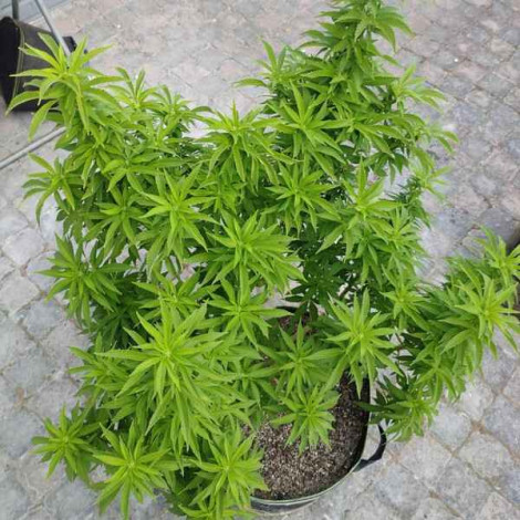 Семена конопли Auto Bin Laden Feminised (Canadian Seeds) (Опт) Семена конопли Auto Bin Laden Feminised (Canadian Seeds) (Опт)