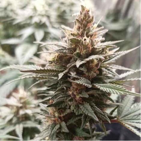 Насіння конопель Auto Tyson Feminised (Canadian Seeds) (Опт) Насіння конопель Auto Tyson Feminised (Canadian Seeds) (Опт)