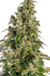 Auto Afghani №1