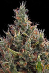 Auto Big Bang