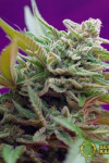 Auto Black Jack