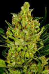 Auto Blue Cheese