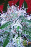 Auto Bomb
