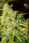 Auto Bubblelicious