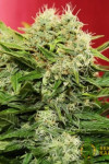 Auto Chronic Ryder