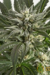 Auto Critical Blue