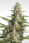 Auto Diesel